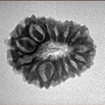 14 Mukhi Rudraksha 22.3mm 2.39gm - Inverse xray