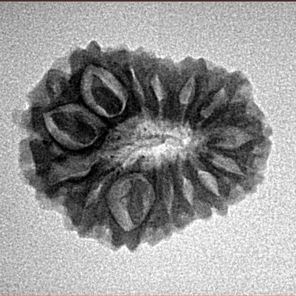14 Mukhi Rudraksha 22.3mm 2.39gm - Inverse xray