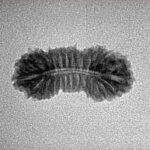 26 Mukhi Rudraksha 21.3mm 1gm - Inverse xray