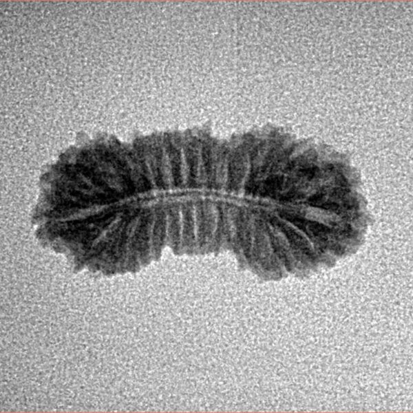 26 Mukhi Rudraksha 21.3mm 1gm - Inverse xray