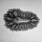 19 Mukhi Rudraksha 22.4mm 2.09gm - Inverse xray