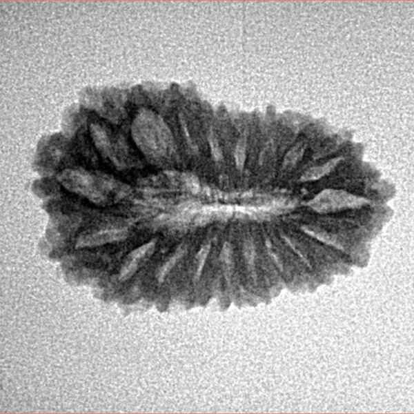 19 Mukhi Rudraksha 22.4mm 2.09gm - Inverse xray
