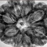 8 Mukhi Rudraksha 32.5mm 8.32gm - Inverse xray