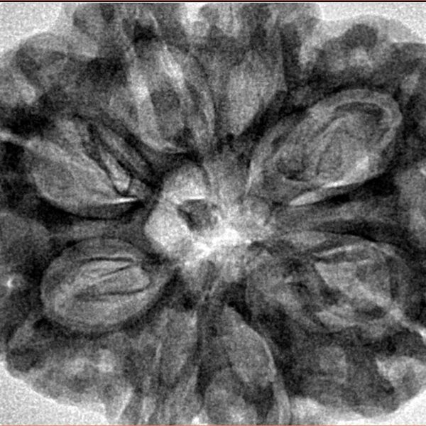 8 Mukhi Rudraksha 32.5mm 8.32gm - Inverse xray