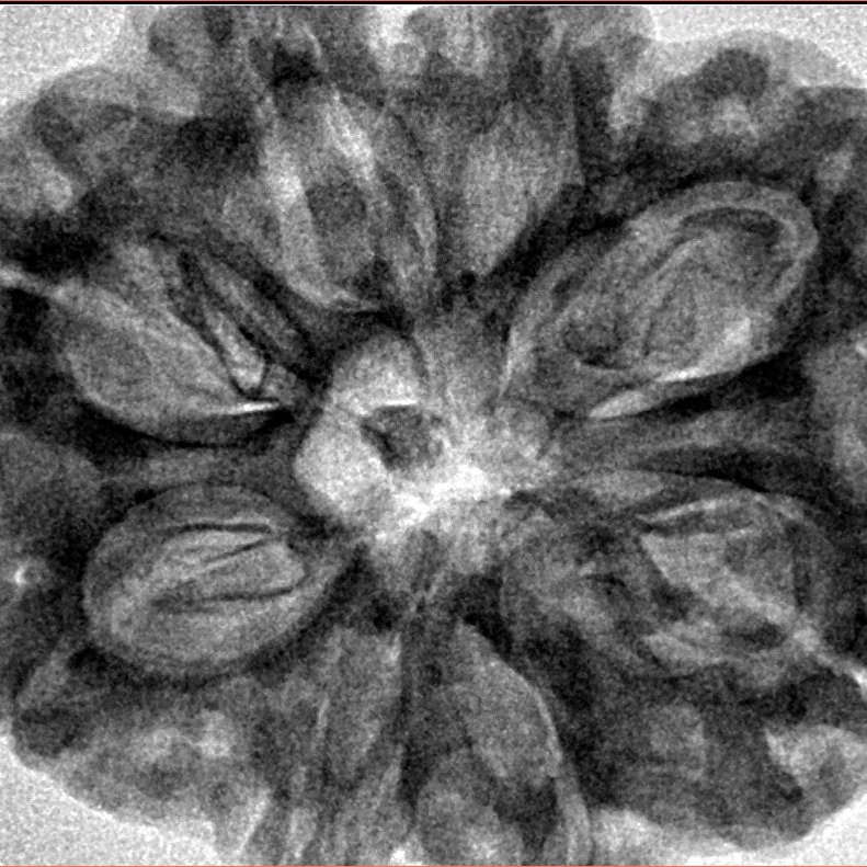 8 Mukhi Rudraksha 32.5mm 8.32gm - Inverse xray