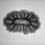 16 Mukhi Rudraksha 22.2mm 2gm - Inverse xray
