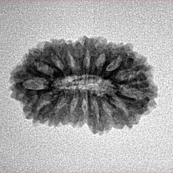 16 Mukhi Rudraksha 22.2mm 2gm - Inverse xray