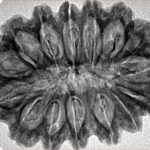 15 Mukhi Rudraksha 33.9mm 5.19gm - Inverse xray