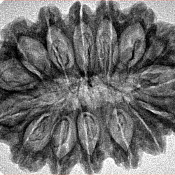 15 Mukhi Rudraksha 33.9mm 5.19gm - Inverse xray