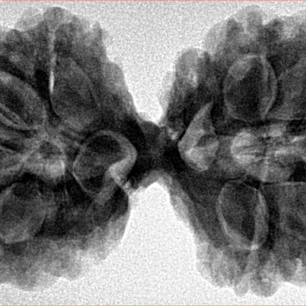 10 Mk Gaurishankar 42.3mm 9.46gm - Inverse xray