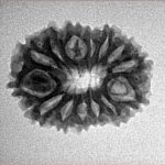 14 Mukhi Rudraksha 22.9mm 2.55gm - Inverse xray