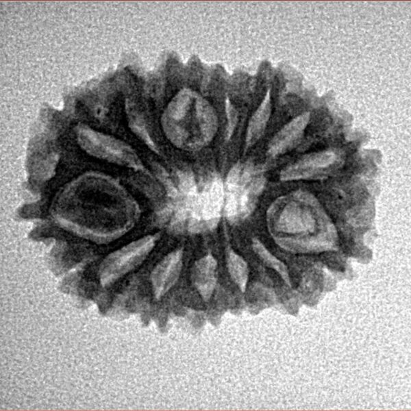 14 Mukhi Rudraksha 22.9mm 2.55gm - Inverse xray