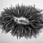16 Mukhi Rudraksha 27.5mm 3.75gm - Inverse xray