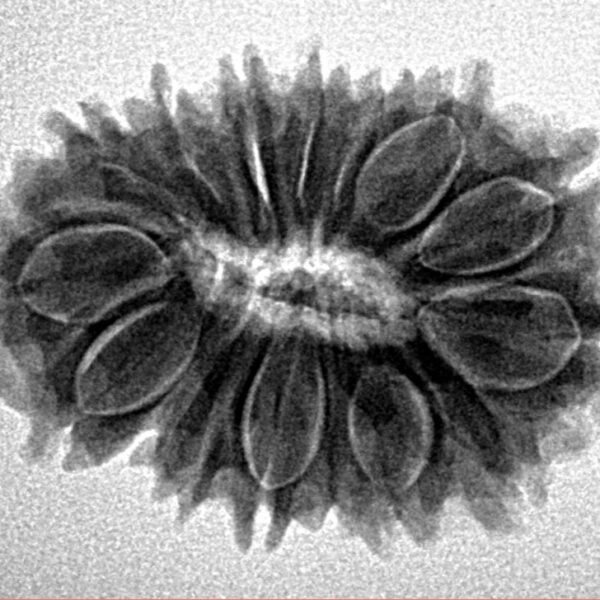 16 Mukhi Rudraksha 27.5mm 3.75gm - Inverse xray