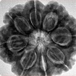 8 Mukhi Rudraksha 28.3mm 7.39gm - Inverse xray