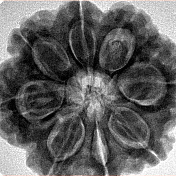8 Mukhi Rudraksha 28.3mm 7.39gm - Inverse xray