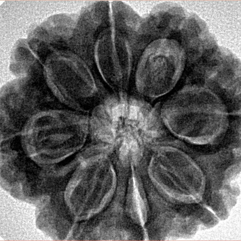 8 Mukhi Rudraksha 28.3mm 7.39gm - Inverse xray