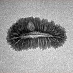 31 Mukhi Rudraksha 21.6mm 1.28gm - Inverse xray