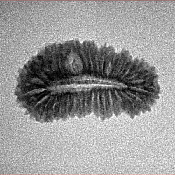 31 Mukhi Rudraksha 21.6mm 1.28gm - Inverse xray
