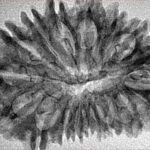 18 Mukhi Rudraksha 33.4mm 3.52gm - Origin: Nepal - Inverse xray
