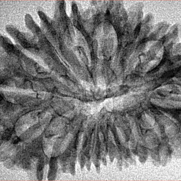 18 Mukhi Rudraksha 33.4mm 3.52gm - Origin: Nepal - Inverse xray