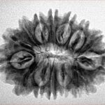 16 Mukhi Rudraksha 28.7mm 4.21gm - Inverse xray