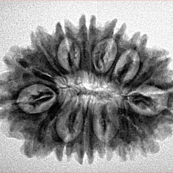 16 Mukhi Rudraksha 28.7mm 4.21gm - Inverse xray