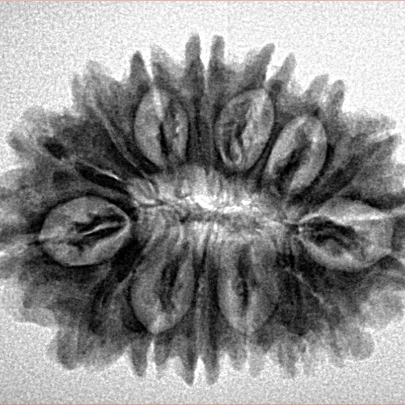 16 Mukhi Rudraksha 28.7mm 4.21gm - Inverse xray