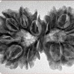 14 Mk Gaurishankar 34.5mm 6.19gm - Inverse xray
