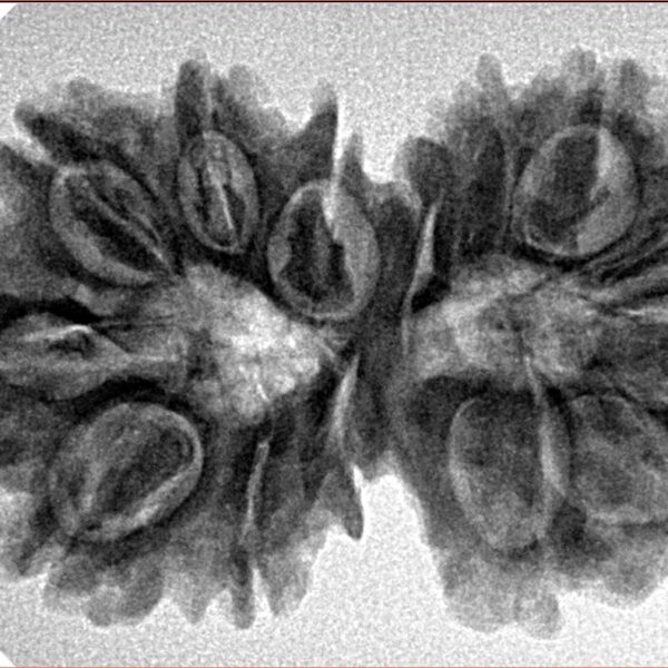 14 Mk Gaurishankar 34.5mm 6.19gm - Inverse xray