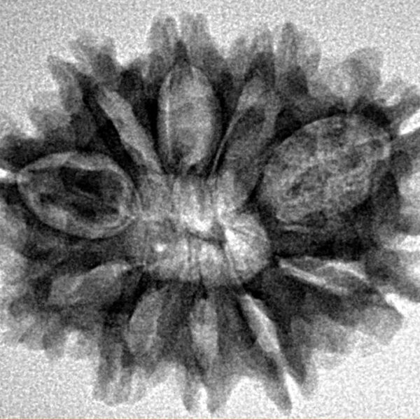 10 Mukhi Rudraksha 25.8mm 3.66gm - Inverse xray