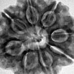 8 Mukhi Rudraksha 28.2mm 7.08gm - Inverse xray