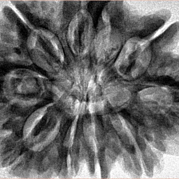 9 Mukhi Ganesh 33.8mm 8.15gm - Inverse xray