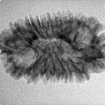 16 Mukhi Rudraksha 28.6mm 2.57gm - Inverse xray