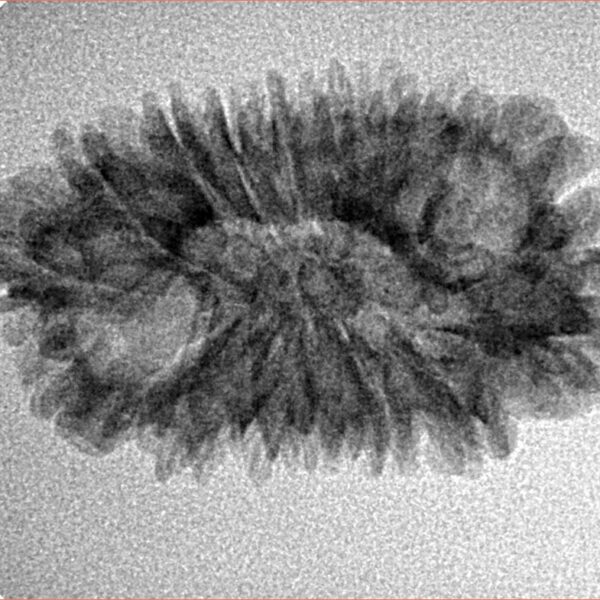 16 Mukhi Rudraksha 28.6mm 2.57gm - Inverse xray