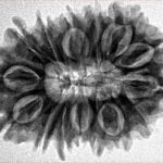 16 Mukhi Rudraksha 27.6mm 4.46gm - Inverse xray