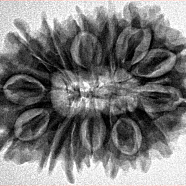 16 Mukhi Rudraksha 27.6mm 4.46gm - Inverse xray
