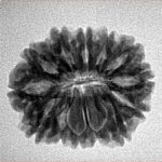 13 Mukhi Rudraksha 23.1mm 3.35gm - Inverse xray