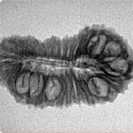 30 Mukhi Rudraksha 28mm 2.54gm - Inverse xray