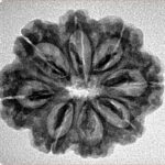 8 Mukhi Rudraksha 25.3mm 3.68gm - Inverse xray