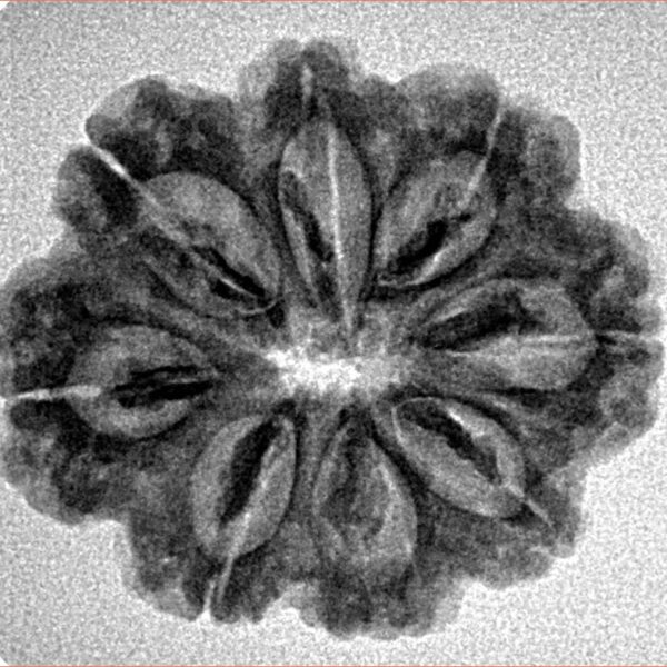 8 Mukhi Rudraksha 25.3mm 3.68gm - Inverse xray
