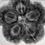 5 Mukhi Rudraksha 29.5mm 8.63gm - Inverse xray