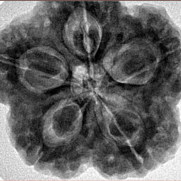 5 Mukhi Rudraksha 29.5mm 8.63gm - Inverse xray