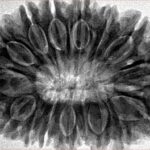 16 Mukhi Rudraksha 35.7mm 9.17gm - Inverse xray
