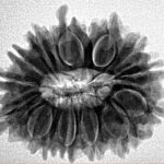 16 Mukhi Rudraksha 25.3mm 4gm - Inverse xray