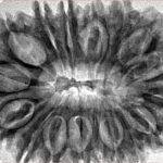 17 Mukhi Rudraksha 35.7mm 7.48gm - Inverse xray