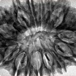 17 Mukhi Rudraksha 34mm 6.55gm - Inverse xray