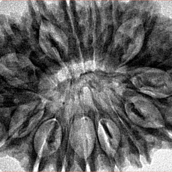 17 Mukhi Rudraksha 34mm 6.55gm - Inverse xray