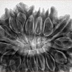 16 Mukhi Rudraksha 35mm 7.89gm - Inverse xray