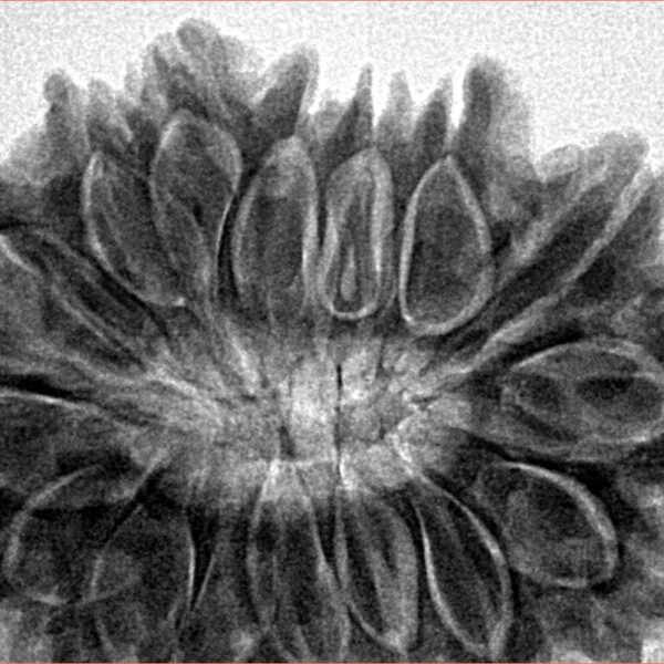 16 Mukhi Rudraksha 35mm 7.89gm - Inverse xray